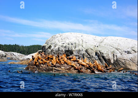 Steller sea lion (Eumetopias jubatus) rookery hauled out on a rock, Prince Rupert, British Columbia, Canada, June. Stock Photo
