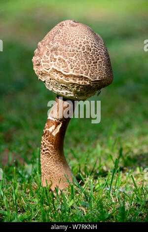 Parasol mushroom (Macrolepiota procera) growing in a field, Alsace, France, September. Stock Photo