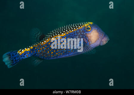 Spotted boxfish (Ostracion meleagris), Cabo Pulmo National Park, Sea of Cortez (Gulf of California), Mexico, July Stock Photo