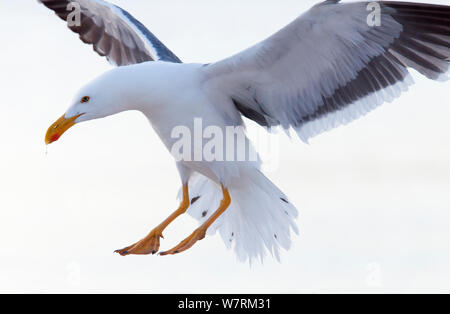 Yellow legged gull (Larus livens) landing, Santispac beach, Bahia Concepcion, Sea of Cortez (Gulf of California), Mexico, May Stock Photo