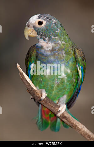 White crowned parrot (Pionus senilis), captive. Stock Photo