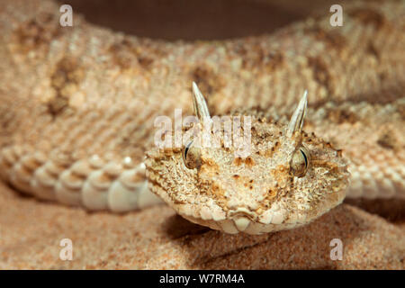 African horned viper (Cerastes cerastes), captive. Stock Photo