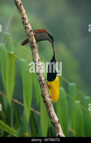Twelve-wired Bird of Paradise (Seleucidis melanoleuca) male displaying to a female at his display pole in the swamp rain foerst at Nimbokrang, Papau, Indonesia, Island of New Guinea. Stock Photo