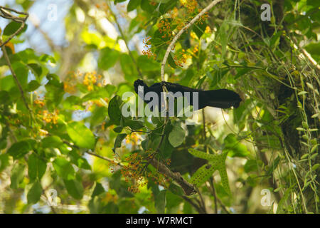 Curl-crested Manucode (Manucodia comrii) feeding at a fruiting tree. Fergusson Island, Papua New Guinea Stock Photo