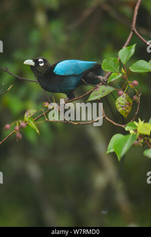 Blue Bird of Paradise (Paradisaea rudolphi) male foraging for fruit. Papua New Guinea Stock Photo