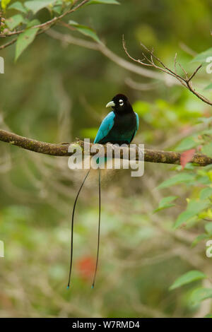 Blue Bird of Paradise (Paradisaea rudolphi) male, Papua New Guinea Stock Photo