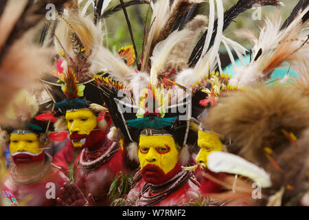 Huli 'singsing' dance ceremony. Huli wigmen wearing human hair wigs and feathers of various birds of paradise and other bird species. Tari Valley, Southern Highlands Province, Papua New Guinea.  November 2010 Stock Photo