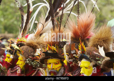 Huli 'singsing' dance ceremony. Huli wigmen wearing human hair wigs and feathers of various birds of paradise and other bird species. Tari Valley, Southern Highlands Province, Papua New Guinea. November 2010 Stock Photo