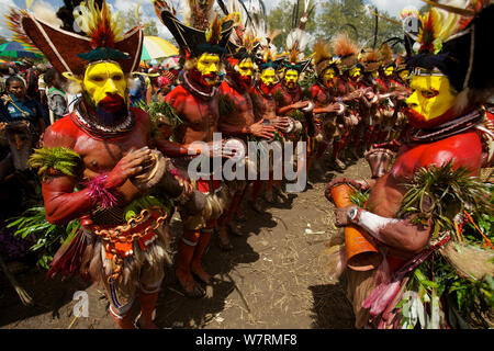 Huli 'singsing' dance ceremony. Huli wigmen wearing human hair wigs and feathers of various birds of paradise and other bird species. Tari Valley, Southern Highlands Province, Papua New Guinea. November 2010 Stock Photo