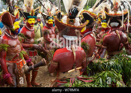 Huli 'singsing' dance ceremony. Huli wigmen wearing human hair wigs and feathers of various birds of paradise and other bird species. Tari Valley, Southern Highlands Province, Papua New Guinea. November 2010 Stock Photo