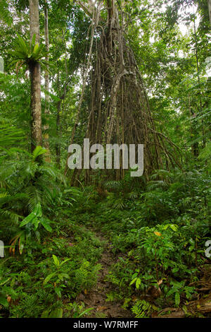 A massive strangler fig (Ficus sp. ) in the lowland rainforest of Fergusson Island, Papua New Guinea. Stock Photo