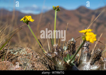 Elephant's Foot Plant (Pachypodium rosulatum) Tsaranoro Valley, Madagascar, Africa Stock Photo