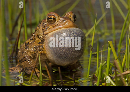 American toad (Anaxyrus americanus) male with vocal sac inflated whilst calling to attract females, New York, May