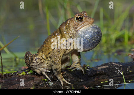 American toad (Anaxyrus americanus) male with vocal sac inflated whilst calling to attract females, New York, May Stock Photo