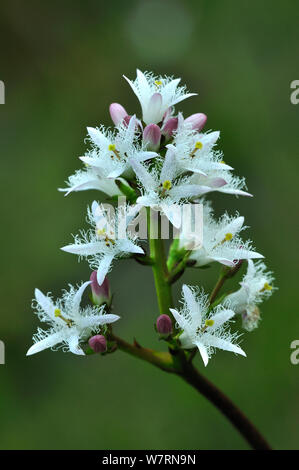Bogbean (Menyanthes trifoliata) in flower. Dorset, UK May Stock Photo