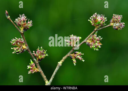 Wych elm (Ulmus glabra) blossom and leaf bud. Dorset, UK April Stock Photo