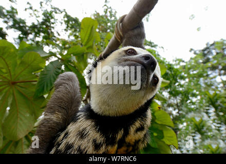 Pale-throated sloth / Aï (Bradypus tridactylus) climbing along branch, French Guiana. Stock Photo