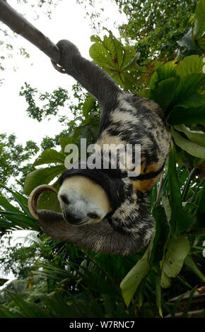 Pale-throated sloth / Aï (Bradypus tridactylus) climbing along branch, French Guiana. Stock Photo