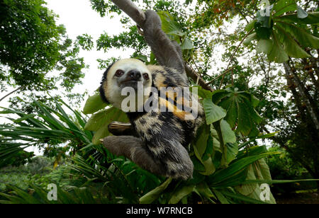 Pale-throated sloth / Aï (Bradypus tridactylus) climbing along branch, French Guiana. Stock Photo