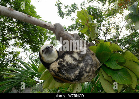 Pale-throated sloth / Aï (Bradypus tridactylus) French Guiana. Stock Photo