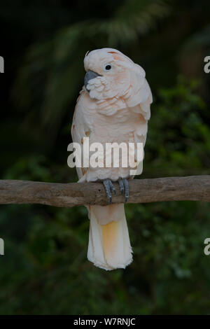 Moluccan Cockatoo (Cacatua moluccensis) captive, endemic to the south Molucca Islands in eastern Indonesia, threatened species Stock Photo