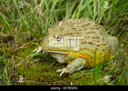 African Bullfrog (Pyxicephalus adspersus) captive, a somewhat unusual frog because the male of the species is much larger than the female, weighing up to 2 kg, native to wide range of habitats in sub-Sahara Africa. Non-exclusive Stock Photo