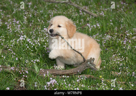 Golden Retriever puppy chewing on broken branch in spring wildflowers, Elburn, Illinois, USA. Stock Photo