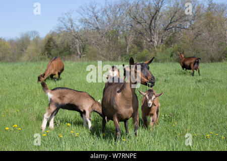 Oberhasli dairy goats, nanny goat and mixed-breed kids in spring pasture, East Troy, Wisconsin, USA Stock Photo