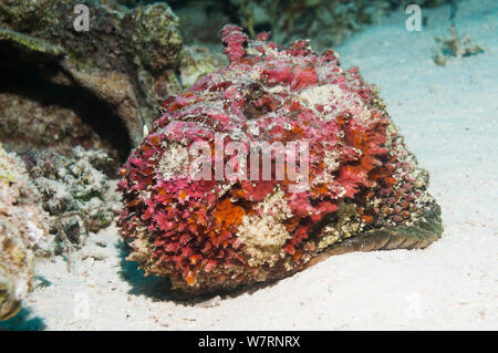 Stonefish (Synanceia verrucosa).  This individual, having just shed its cuticle, is vivid pink, red and purple, resembling a coralline algae encrusted rock.  It is one of the most venomous fish currently known in the world.  Egypt, Red Sea. Stock Photo