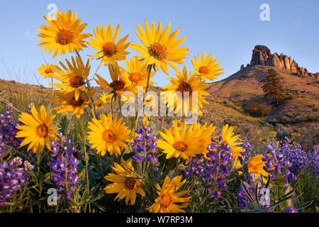 Spring blooms of wildflowers including Arrowleaf Balsamroot (Balsamorhiza sagittata) and Lupine (Lupinus latifolius) on the eastern flanks of the cascade mountains near Wenatchee, Washington. Stock Photo