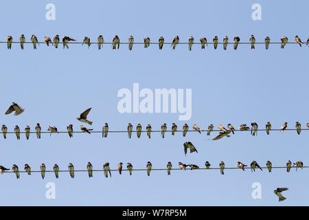 Sand martin (Riparia riparia) sitting on wires during migration. Greece. May Stock Photo