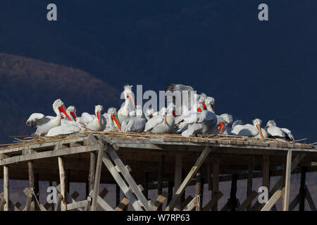 Dalmatian Pelicans (Pelecanus crispus) on nesting platform specially built to prevent the nests from flooding in spring. Lake Kerkini, Greece, March Stock Photo