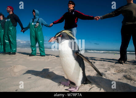 SANCCOB Hands Across the Sand event, in strong wind, to raise awareness for seabird and marine conservation, with 'Rocky' the Southern rockhopper penguin (Eudyptes chrysocome) on the beach. Table Bay, near Cape Town, South Africa. June 2010 Stock Photo