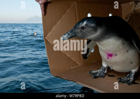 African penguins (Spheniscus demersus) being released after rehabilitation at Southern African Foundation for the Conservation of Coastal Birds (SANCCOB) near Robben Island in Table Bay. Cape Town, South Africa, July 2011 Stock Photo
