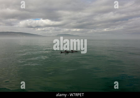 Bottlenose Dolphin (Tursiops truncatus) group at surface, Sado Estuary, Portugal Stock Photo