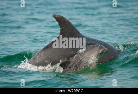 Bottlenose Dolphin (Tursiops truncatus) baby swimming near to mother, Sado Estuary, Portugal Stock Photo