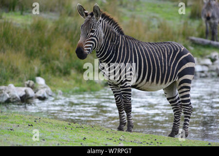 Male Cape mountain zebra (Equus zebra zebra), De Hoop Nature Reserve, Western Cape, South Africa. Stock Photo