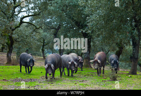 Iberian black pigs foraging in oak woodland, Sierra de Aracena Natural Park, Huelva, Andalucia, Spain, Europe. Breed used to produce Iberico ham / Jamon Iberico Stock Photo