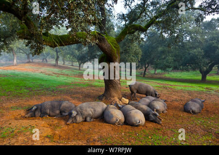 Iberian black pigs resting in oak woodland, Sierra de Aracena Natural Park, Huelva, Andalucia, Spain, Europe. Breed used to produce Iberico ham / Jamon Iberico Stock Photo