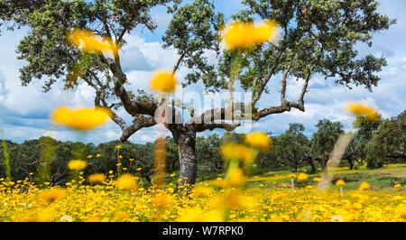 Buttercups (Ranunculus) iflower in field, with Evergreen oak (Quercus ilex) in the background. Spain, May Stock Photo