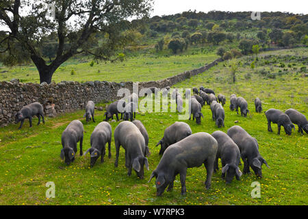 Iberian black  pigs foraging in field. Spain, March. Breed used to produce Iberico ham / Jamon Iberico Stock Photo