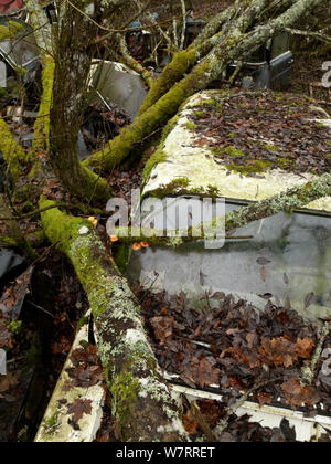 Abandoned cars in a 'car graveyard' with moss and lichen covered trees growing between, Bastnas, Sweden, January Stock Photo