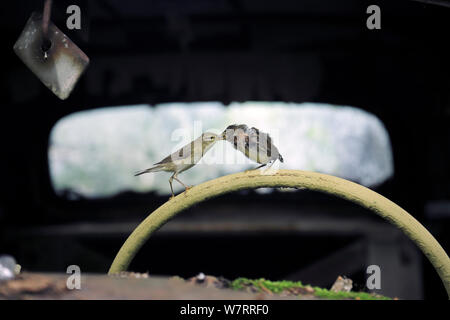 Willow warbler (Phylloscopus trochilus) feeding young on steering wheel of abandoned car in 'car graveyard' Varmland, Sweden, June Stock Photo
