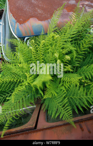 Ferns growing between abandoned cars, in 'car graveyard' Varmland, Sweden, July Stock Photo