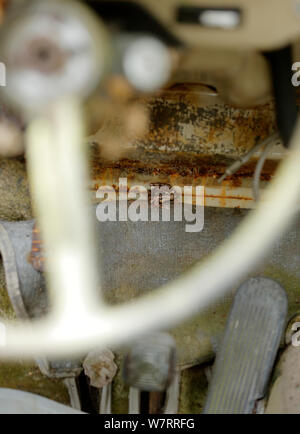 Common frog (Rana temporalia) inside abandoned Volkswagen in 'car graveyard' Varmland, Sweden, May Stock Photo