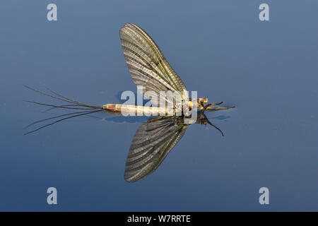 Mayfly (Ephemera Danica) Just Emerged At Waters Surface In Dun Form ...