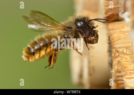 Female Red mason bee (Osmia bicornis) carrying mud to seal nest cell in an insect box, Hertfordshire, England, UK, May. Stock Photo
