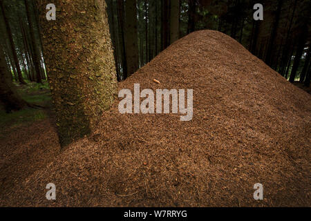 European Red Wood Ant (Formica polyctena) nest in pine forest, Hessen, Germany, July. Stock Photo