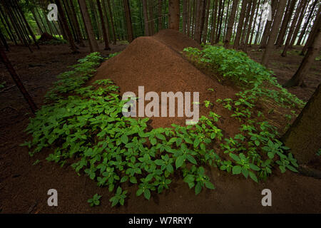 European Red Wood Ant (Formica polyctena) nests in pine forest, Hessen, Germany, July. Stock Photo