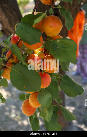an apricot tree branch filled with fruits Stock Photo